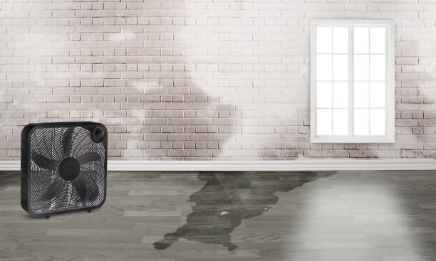 Best Water damage contractors near me  in Ganado, TX